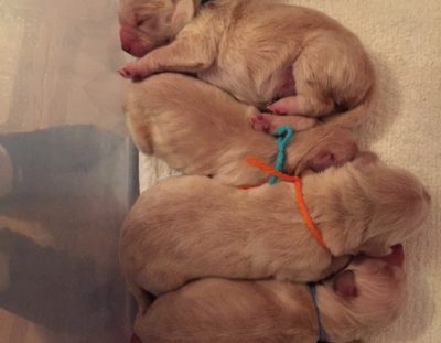 The Puppies Are Here!