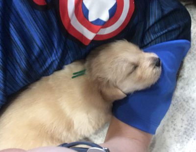 Puppy Update – Everybody is Doing Great