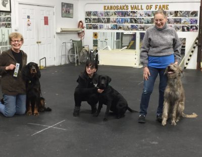 AKC Star Puppy Certification