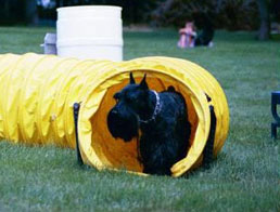 scottie_agility