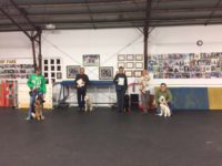 Advanced Puppy Grads, December 2016