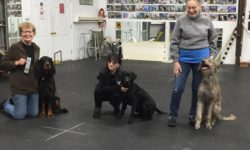 AKC Star Puppy Certification at Kanosak 3/12/2020