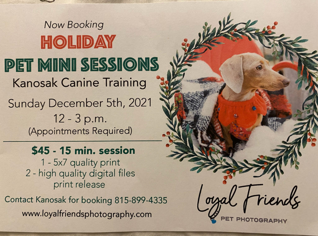 Holiday Pet Photos