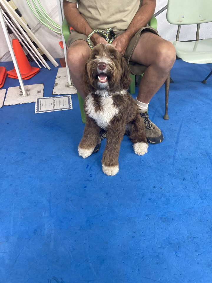 Puppy Kindergarten July 2022